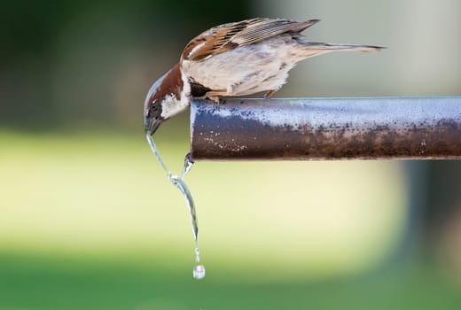 Sparrow drinking fresh water from a fountain tube