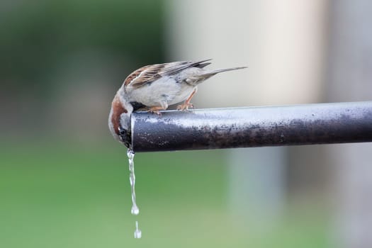 Sparrow drinking fresh water from a fountain tube