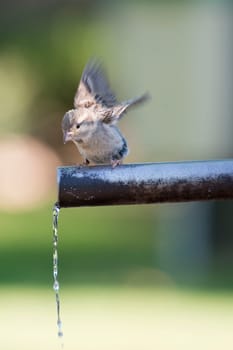 Sparrow drinking fresh water from a fountain tube