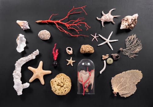 Arrangement of assorted sea life on black with coral, starfish, fans, sponges and seashells in an overhead view