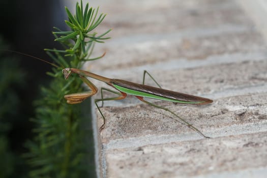Brown and green praying Mantis (Mantis religiosa) outside on a brick window ledge is a stick insect.