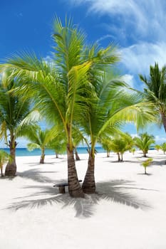Palm trees on paradise island