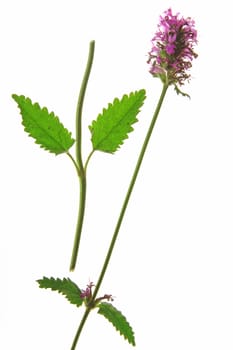 Medicinal Ziest (Stachys officinalis) - Flowering plant exposed against a white background