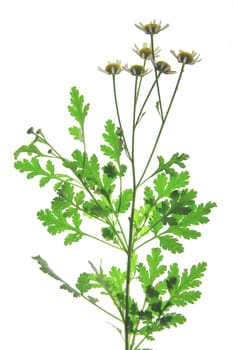 Feverfew (Tanacetum parthenium) - flowering plant exposed against a white background