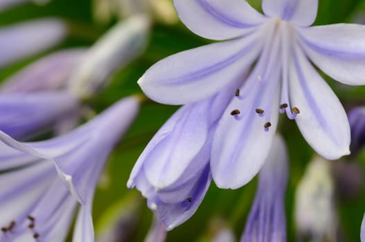 Agapanthus