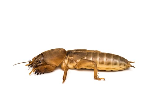 A mole cricket isolated on a white background.
