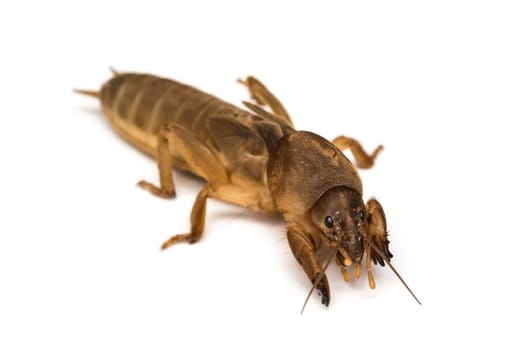A mole cricket isolated on a white background.