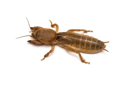 A mole cricket isolated on a white background.