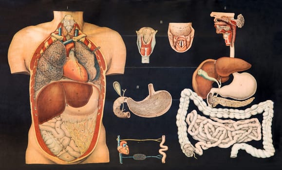 Old vintage chart of internal human anatomy showing the organs of the stomach and digestive system in situ in the body and individually