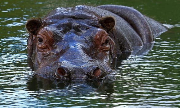 Hippo