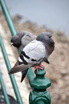 Pigeons sit on a fence