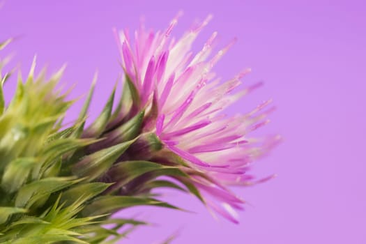Thistle with purple flower isolated over a studio background
