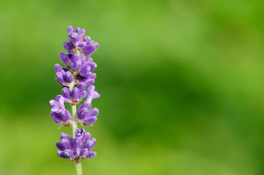 lavender