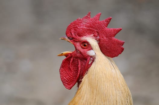 Cockcrow