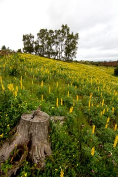 Beautiful view of a field of yellow lupine flowers with trees behind.