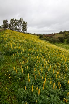 Beautiful view of a field of yellow lupine flowers with trees behind.