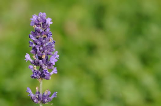 lavender