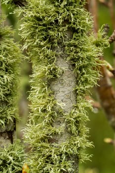 View of tree branches totally covered in lichen.