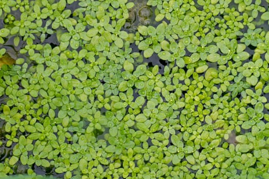 Close top view of aquatic duckweed plants on the surface of a lake.