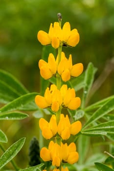 Close view of the beautiful fumaria capreolata flower.
