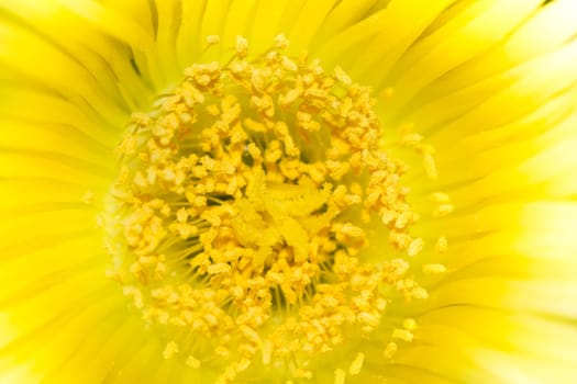 Close up view of wild flower stamens covered with pollen.