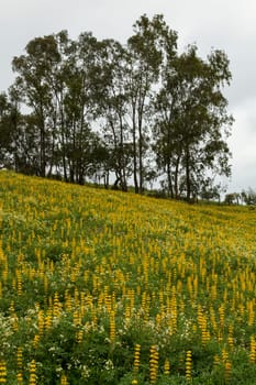 Beautiful view of a field of yellow lupine flowers with trees behind.