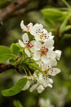 Close up view of the beautiful pear blossom in Spring.