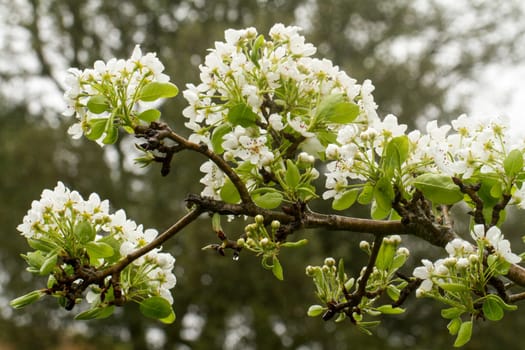 Close up view of the beautiful pear blossom in Spring.