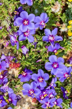 Close view of the beautiful Anagallis monelli (blue pimpernel) flower.
