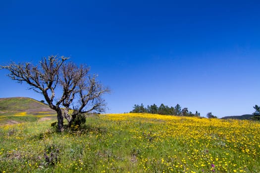 Beautiful view of a hill of yellow marigold flowers with lonely tree.