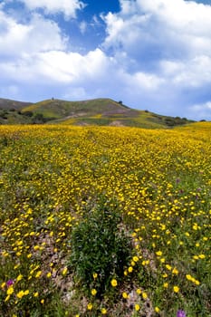 Beautiful view of a hill of yellow marigold flowers with trees behind.