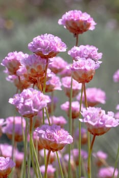 Close view of the beautiful Armeria macrophylla flower.