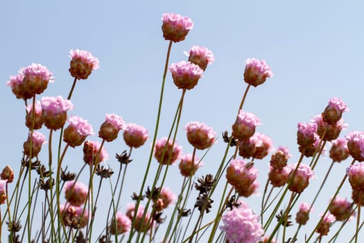 Close view of the beautiful Armeria macrophylla flower.