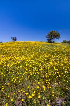 Beautiful view of a hill of yellow marigold flowers with trees behind.