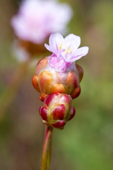 Close view of the beautiful Armeria macrophylla flower.