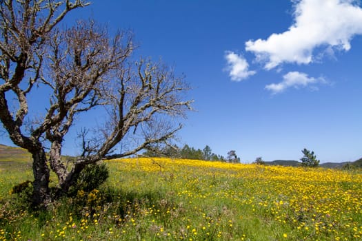 Beautiful view of a hill of yellow marigold flowers with lonely tree.