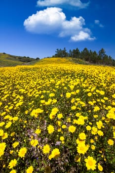Beautiful view of a hill of yellow marigold flowers with trees behind.