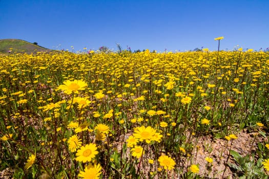 Beautiful view of a hill of yellow marigold flowers.