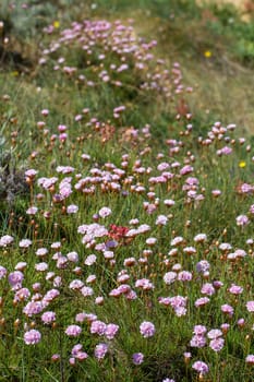 Close view of the beautiful Armeria macrophylla flower.