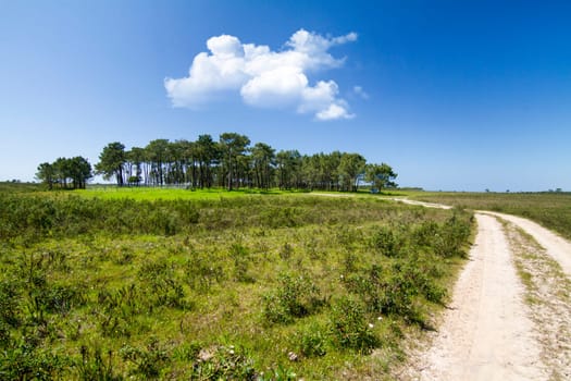 Beautiful view with a small patch of trees and dirt road.