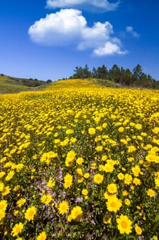 Beautiful view of a hill of yellow marigold flowers with trees behind.