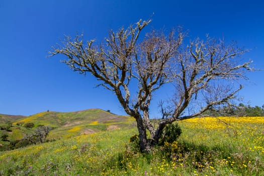 Beautiful view of a hill of yellow marigold flowers with lonely tree.