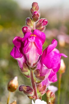 Close view of the beautiful Antirrhinum cirrhigerum flower.