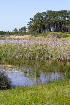 Beautiful view with a small patch of trees and pond.