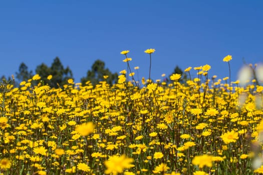 Beautiful view of a hill of yellow marigold flowers with trees behind.