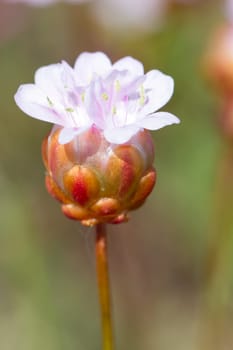 Close view of the beautiful Armeria macrophylla flower.