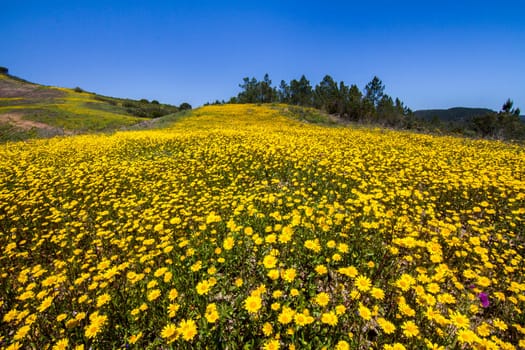 Beautiful view of a hill of yellow marigold flowers with trees behind.