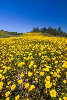 Beautiful view of a hill of yellow marigold flowers with trees behind.
