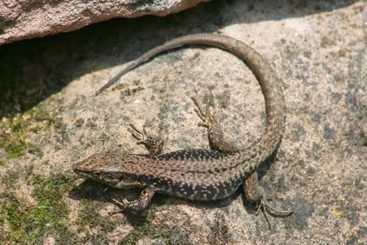 a brown sand lizard (Lacerta agilis),sunbathing