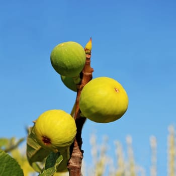 Ripe fig on tree